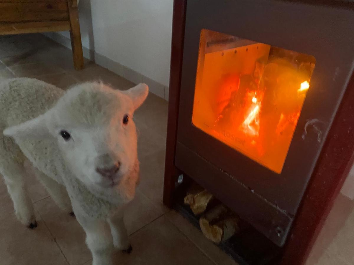 Estancia Bonanza Patagonian Lodge Experience เอลชัลเตน ภายนอก รูปภาพ